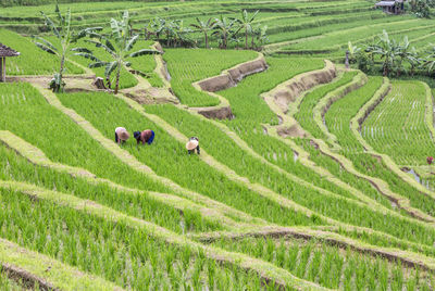 Scenic view of agricultural field