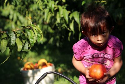 Portrait of girl holding peach at farm