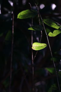 Close-up of plant