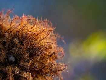 Close-up of dried plant