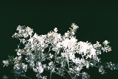 White flowers growing on tree