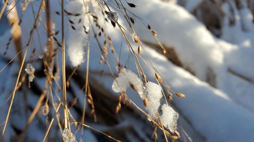 Close-up of frozen plants during winter