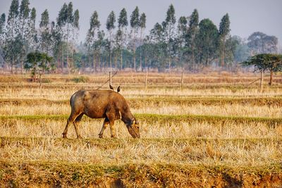 Horse in a field