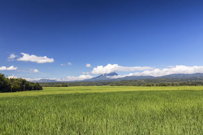 Scenic view of agricultural field against sky