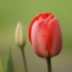 Close-up of pink tulip