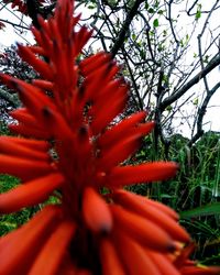 Close-up of red flower blooming outdoors