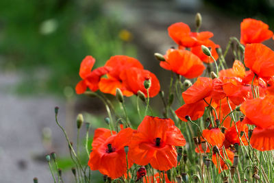 Close-up of orange flowering plants