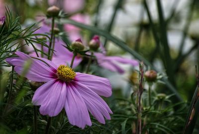 Close-up of coneflowers blooming outdoors