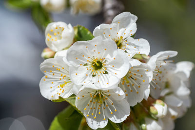 Close-up of white cherry blossoms