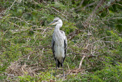 Bird perching on a tree