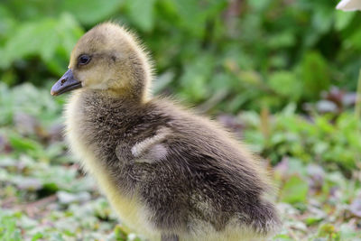 Close up of a newborn greylag goose  gosling