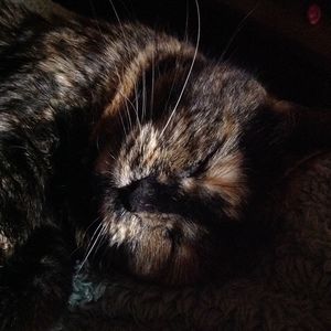 Close-up of cat sleeping