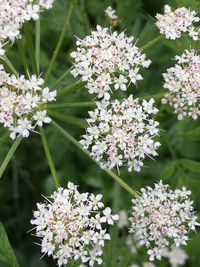 Close-up of flowers