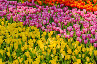 Full frame shot of multi colored tulips in field