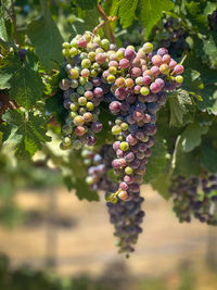 Close-up of grapes growing on tree