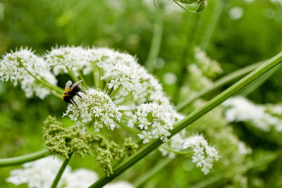 Close-up of bee pollinating on flower