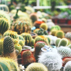 Close-up of cactus