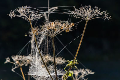 Close-up of dried plant with spider web against black background