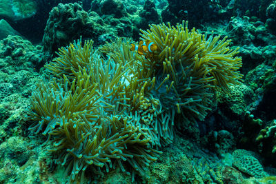 View of fish swimming in sea