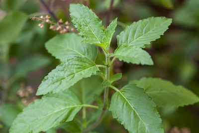 Holy basil leaves plant ayurveda medicine