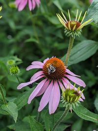 Close-up of bee pollinating on pink flower