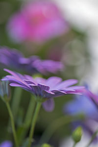 Close-up of purple crocus flower