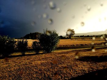 Scenic view of field against sky during sunset