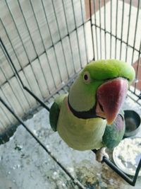 High angle view of parrot in cage