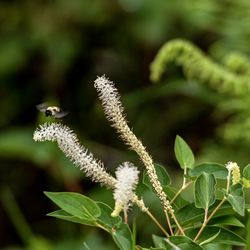 Close-up of flowering plant