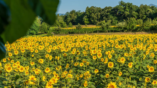 Scenic view of yellow flowers on field