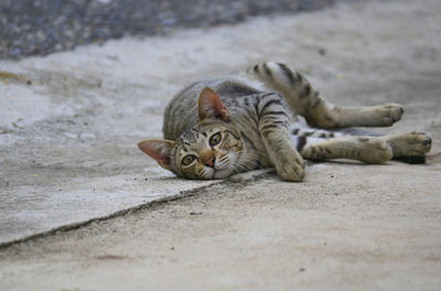 Portrait of a cat resting