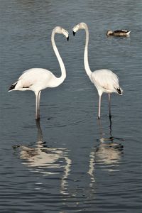 Birds in a lake