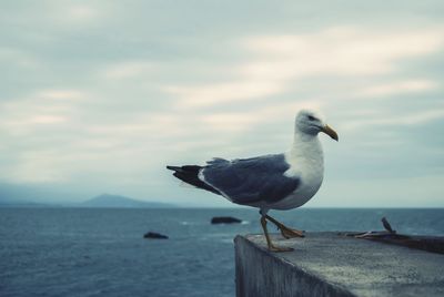 Close-up of seagull perching on sea against sky