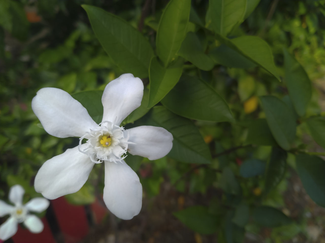 CLOSE-UP OF WHITE FLOWERING PLANT WITH RED LEAVES