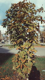 Close-up of tree against sky