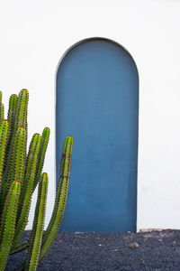 Close-up of cactus plant against building