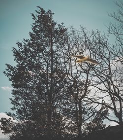 Low angle view of tree against sky