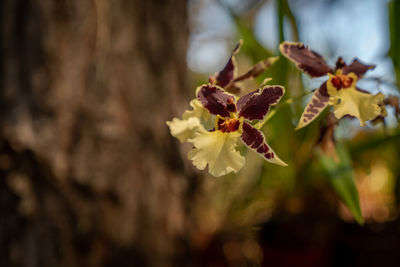 Close-up of yellow flowering plant