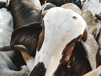 Close-up of white cow