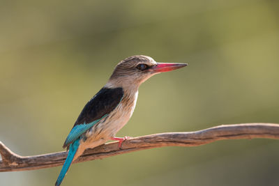 Close-up of bird perching on branch