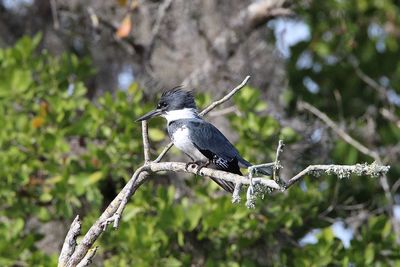 Bird perching on a branch