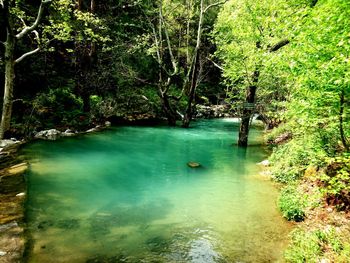 Scenic view of forest