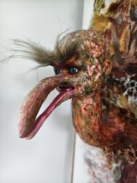 animal