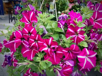 Close-up of pink flowering plants