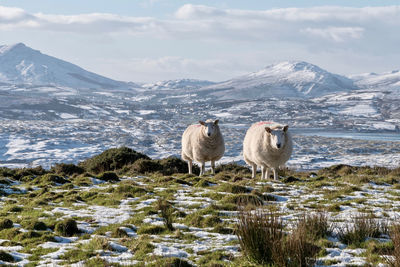 Sheep in a snow