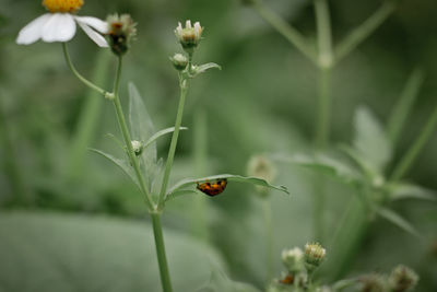 Close-up of insect on flower