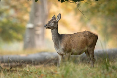 Side view of deer standing on field