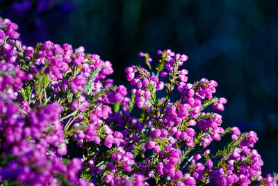 Close-up of purple flowering plant