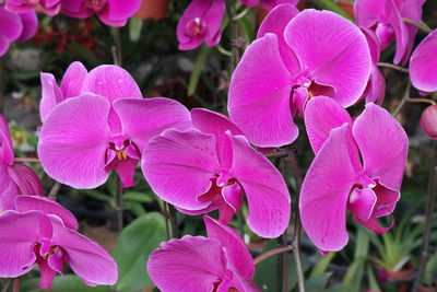 Close-up of pink flowers