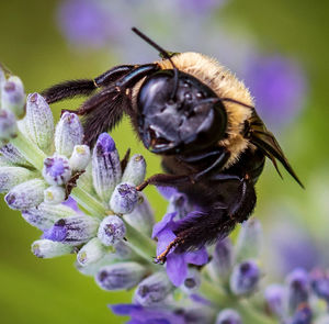 Close-up of bee pollinating on purple flower